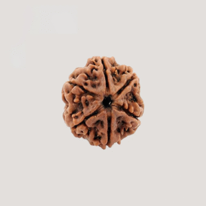 6 Mukhi Rudraksha