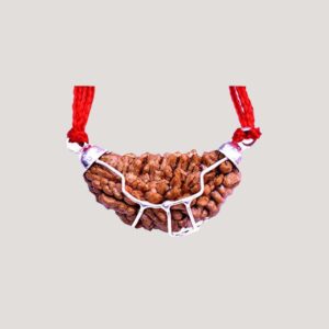 3 Mukhi Rudraksha