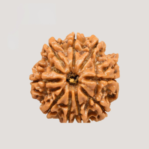 9 Mukhi Rudraksha