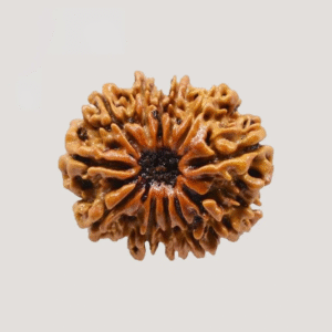 12 Mukhi Rudraksha