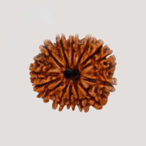 14 Mukhi Rudraksha