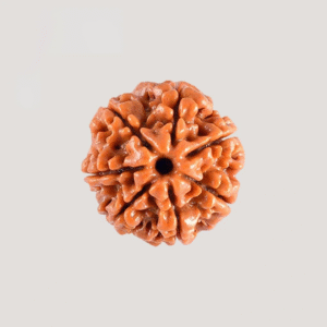 7 Mukhi Rudraksha