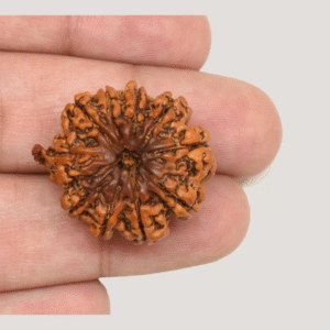 10 Mukhi Rudraksha
