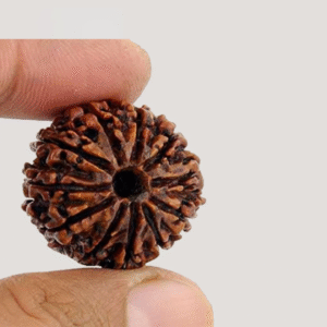 11 Mukhi Rudraksha