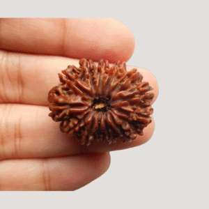 13 Mukhi Rudraksha