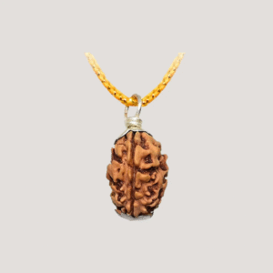 3 Mukhi Rudraksha