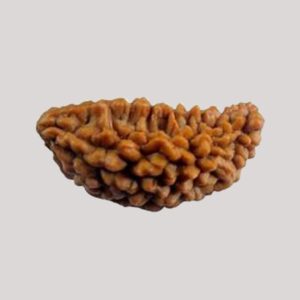 8 Mukhi Rudraksha